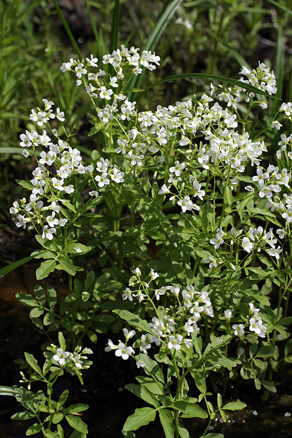 Изображение особи Cardamine amara.