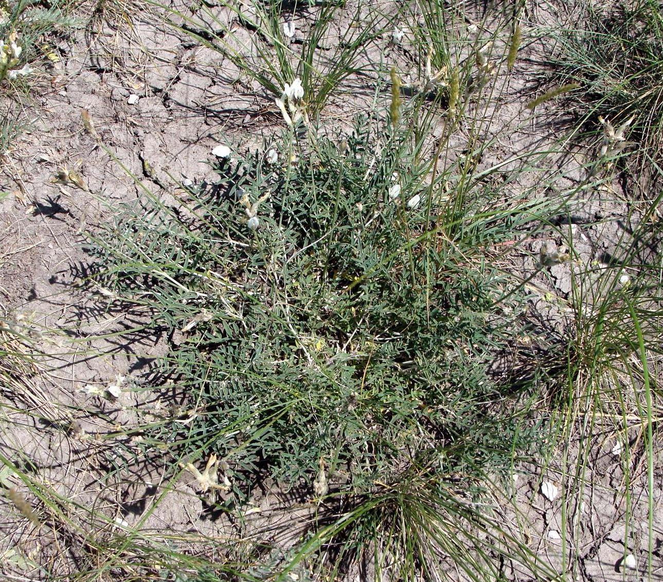 Image of Astragalus zingeri specimen.