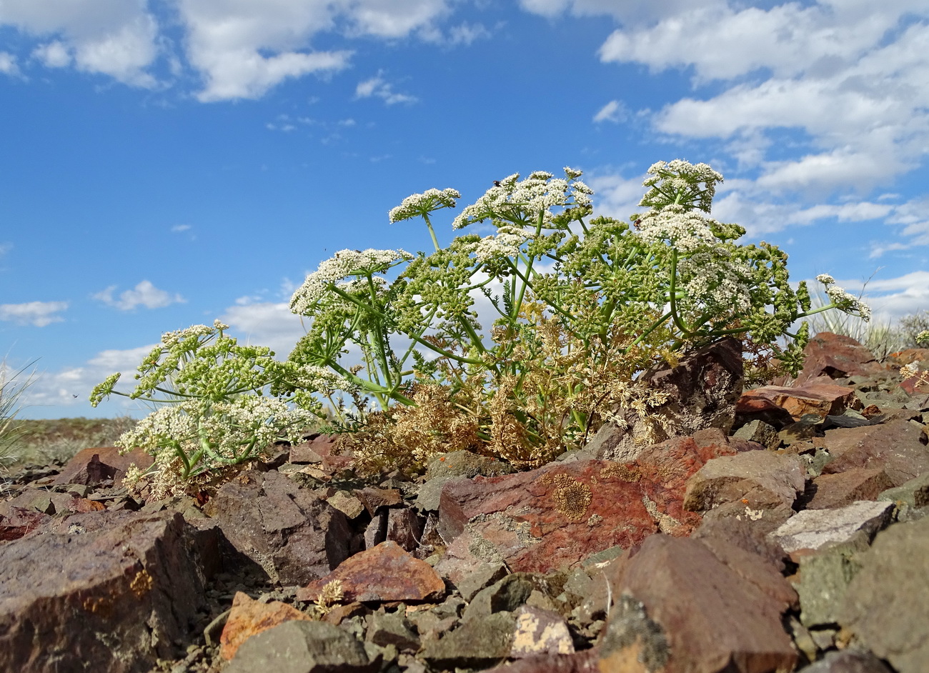 Image of Schrenkia involucrata specimen.