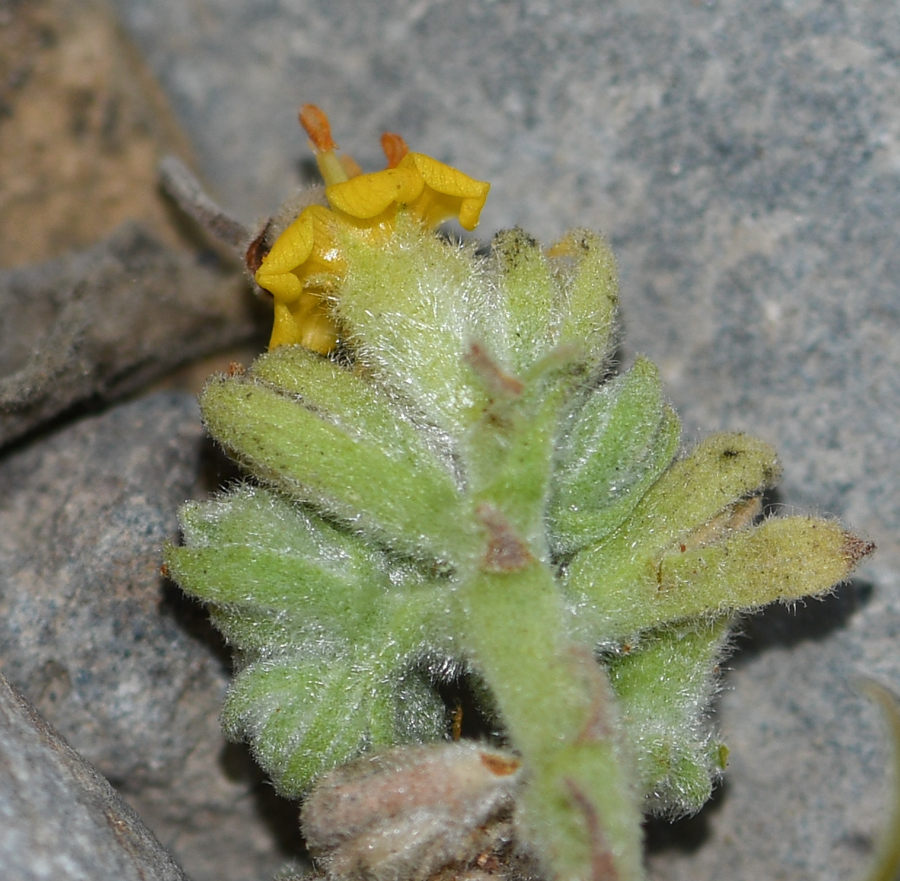 Image of Waltheria ovata specimen.
