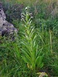 Cynoglossum officinale. Цветущее растение. Алтай, Онгудайский р-н, низовья р. Урсул, ≈ 600 м н.у.м., степной склон. 10.06.2019.