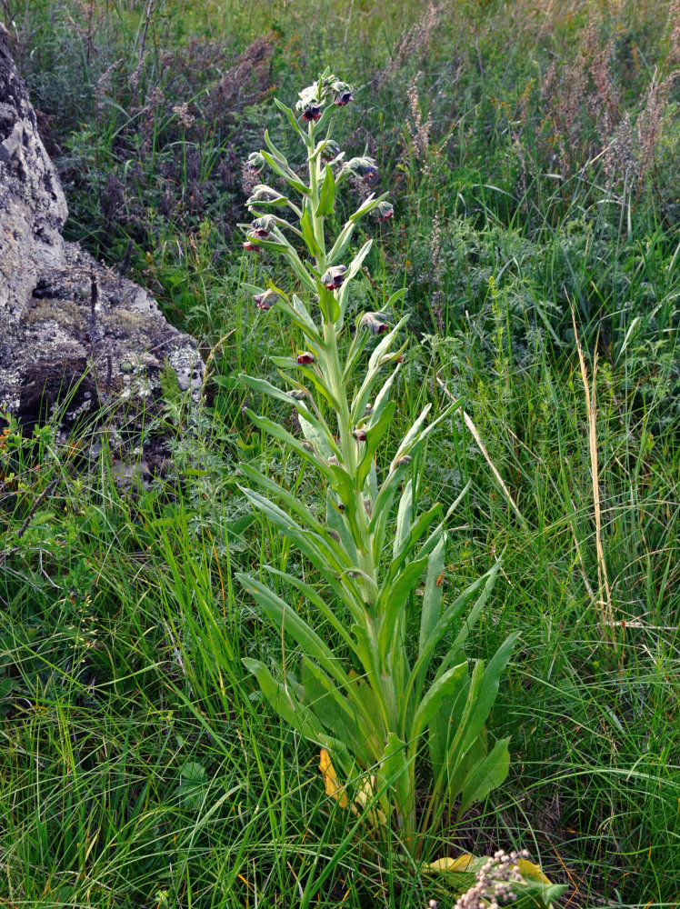 Изображение особи Cynoglossum officinale.