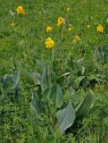 Ligularia altaica