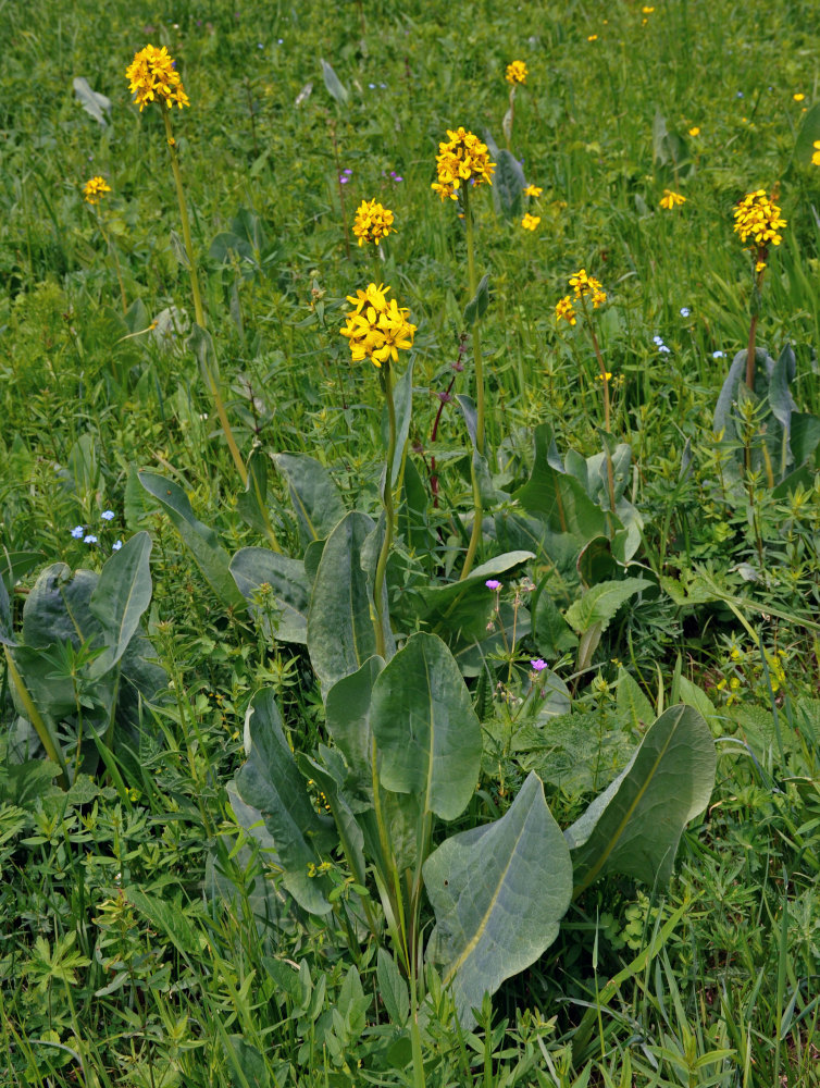 Image of Ligularia altaica specimen.