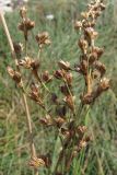 Juncus maritimus