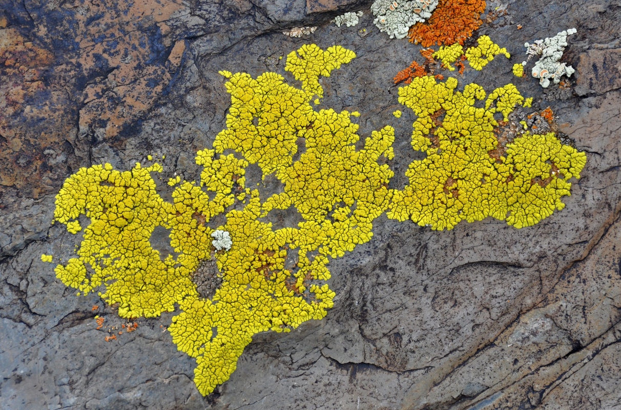 Image of genus Acarospora specimen.