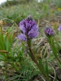 Polygala hybrida. Верхушка побега с соцветием. Казахстан, окр. Алматы, Заилийский (Илейский) Алатау, Большое Алмаатинское ущелье, окр. Большого Алмаатинского озера, ≈ 2500 м н.у.м., открытый щебнистый склон в поясе арчовника. 16.05.2018.