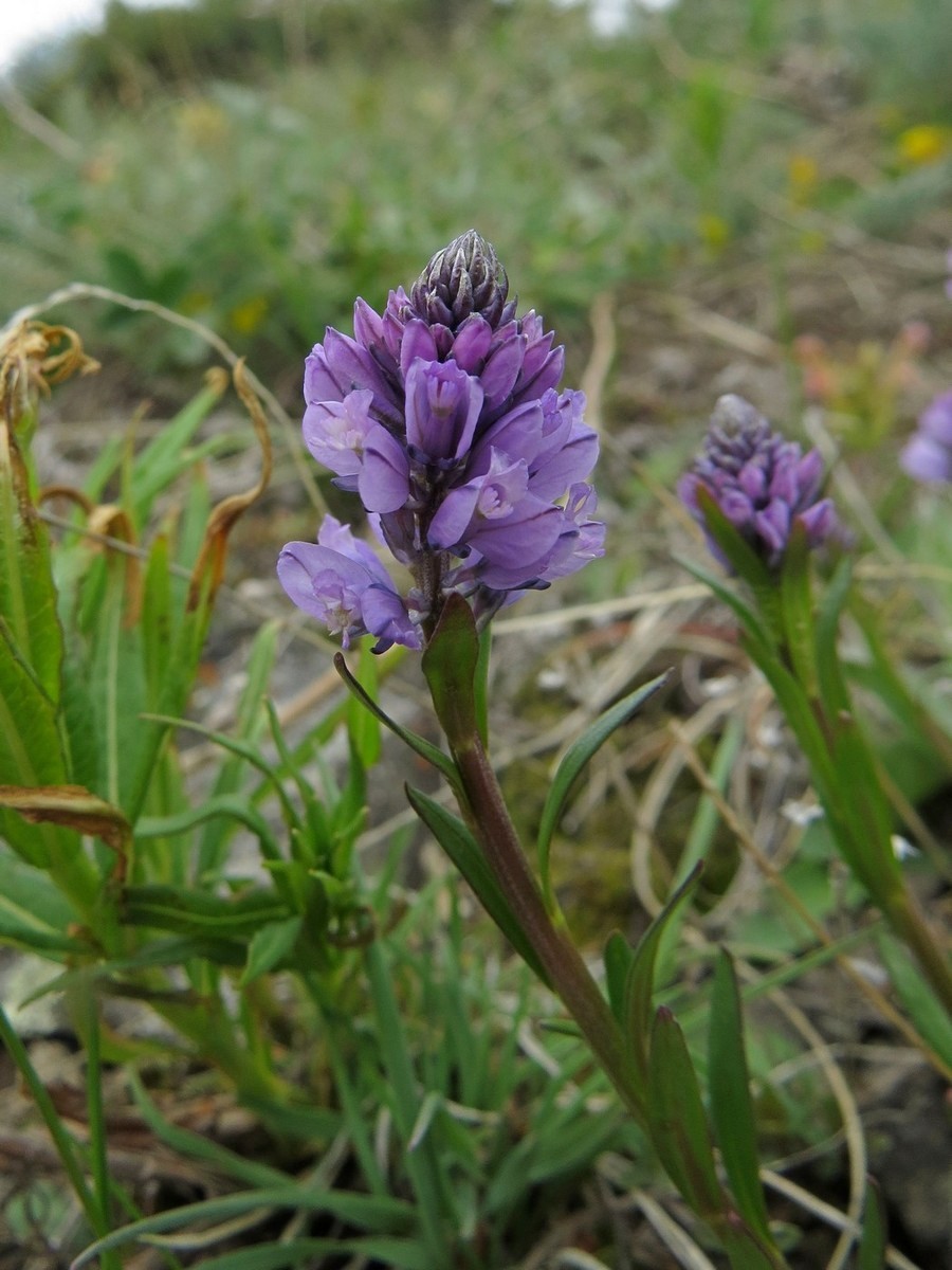 Изображение особи Polygala hybrida.