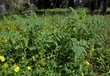 genus Daucus