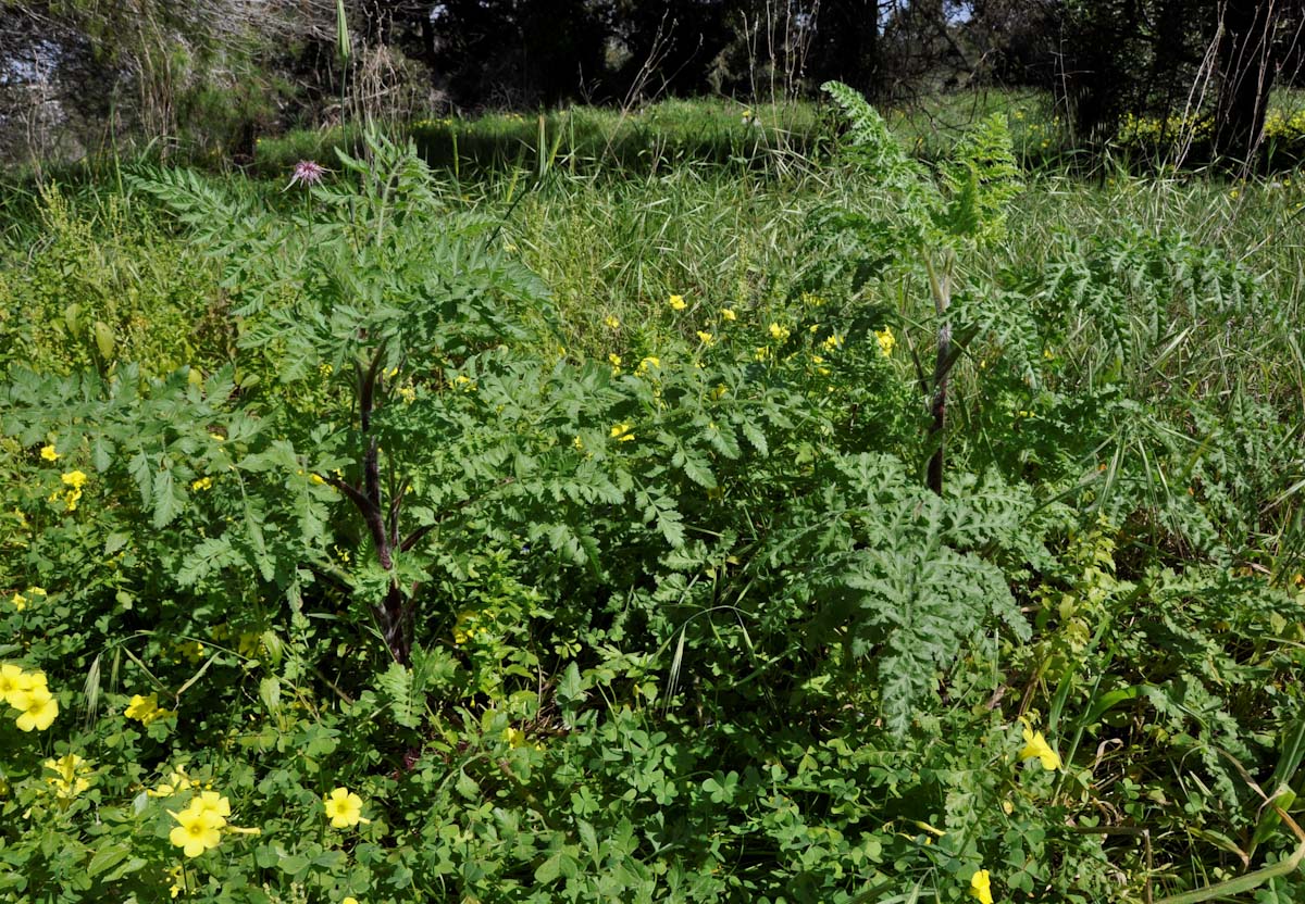 Изображение особи род Daucus.