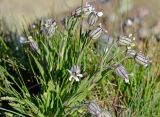 Gastrolychnis gonosperma