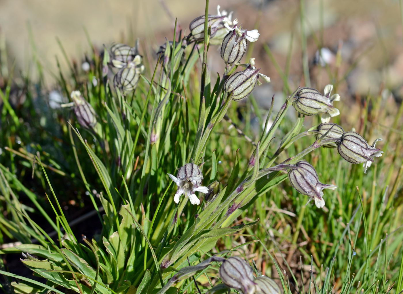 Изображение особи Gastrolychnis gonosperma.