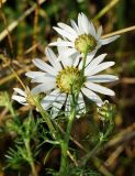 Image of taxon representative. Author is Тамара Риб