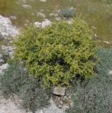 Rhamnus lycioides ssp. graeca