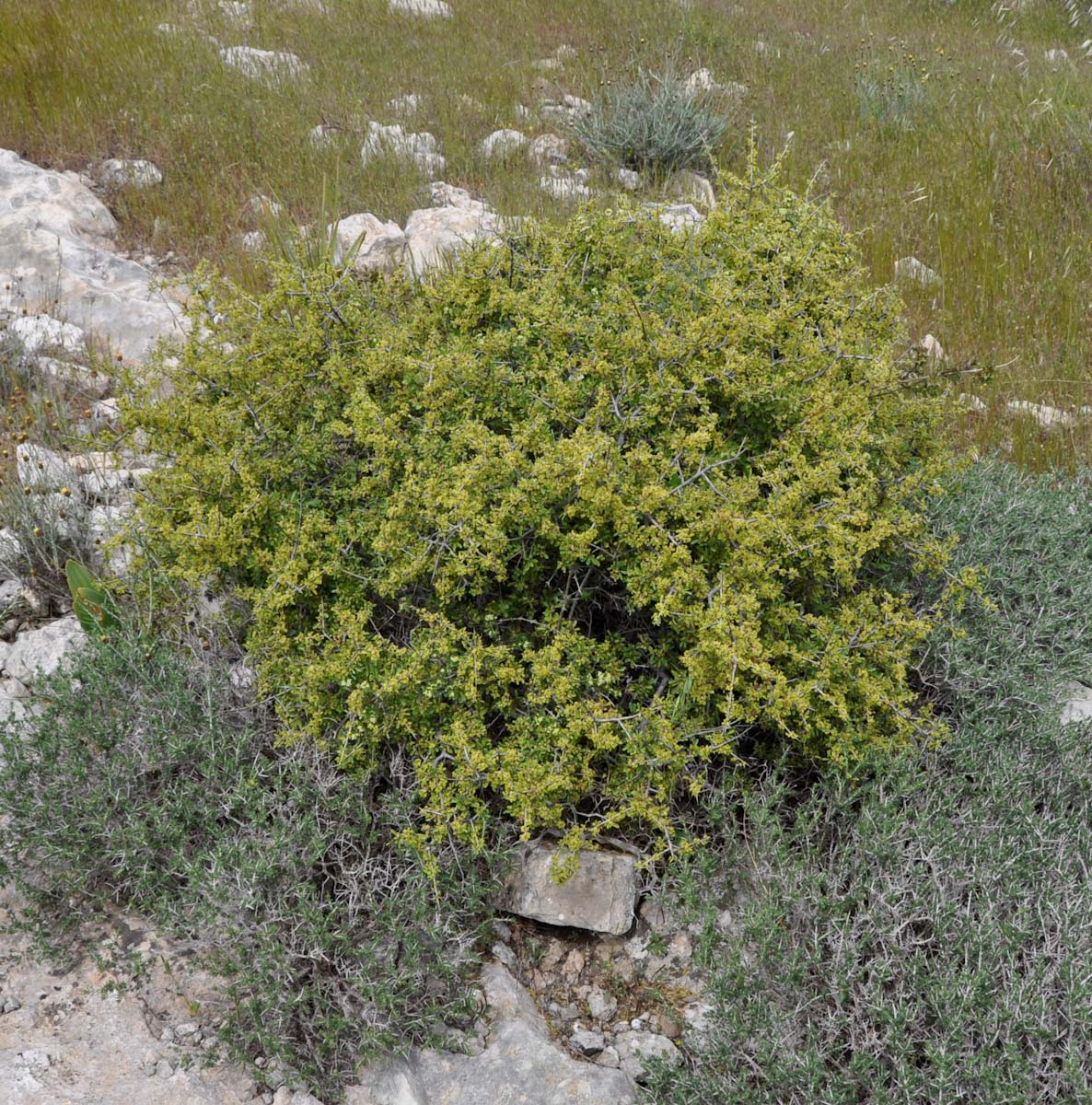 Изображение особи Rhamnus lycioides ssp. graeca.