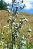 Artemisia sericea