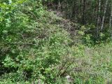 Lonicera xylosteum