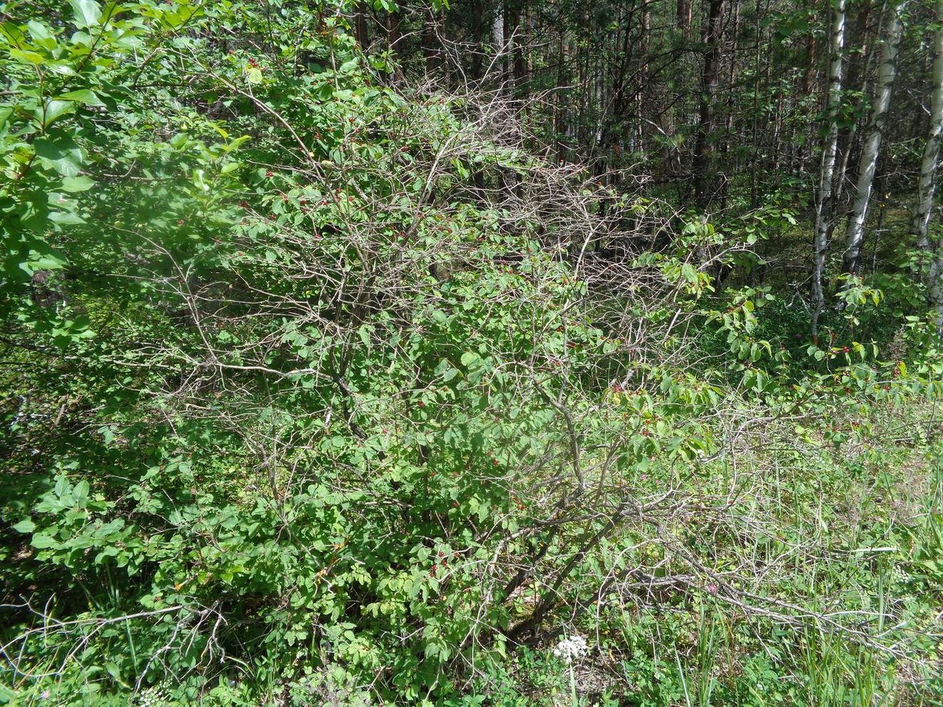 Image of Lonicera xylosteum specimen.