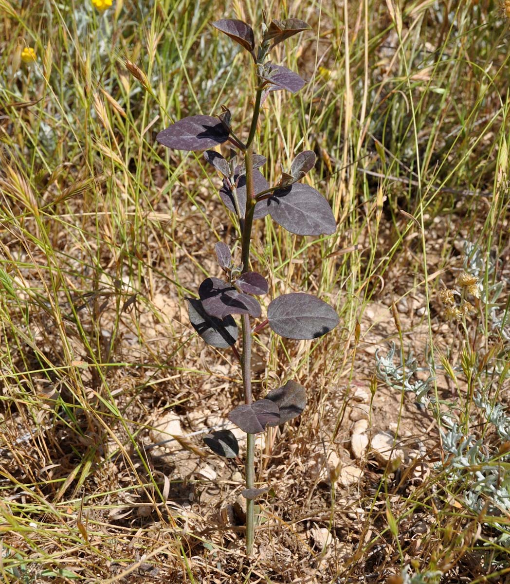 Image of Capparis spinosa specimen.