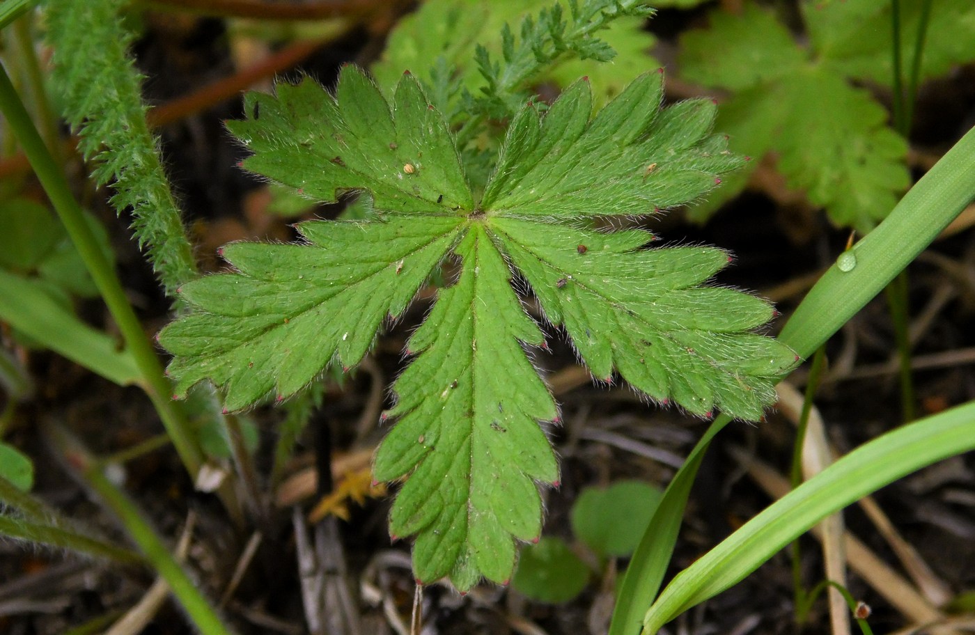 Изображение особи Potentilla caucasica.