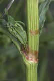 genus Rumex. Часть стебля с основанием листа и развивающимся пазушным побегом. Крым, Бахчисарайский р-н, окр. с. Дачное, фруктовый сад. 12.05.2020.