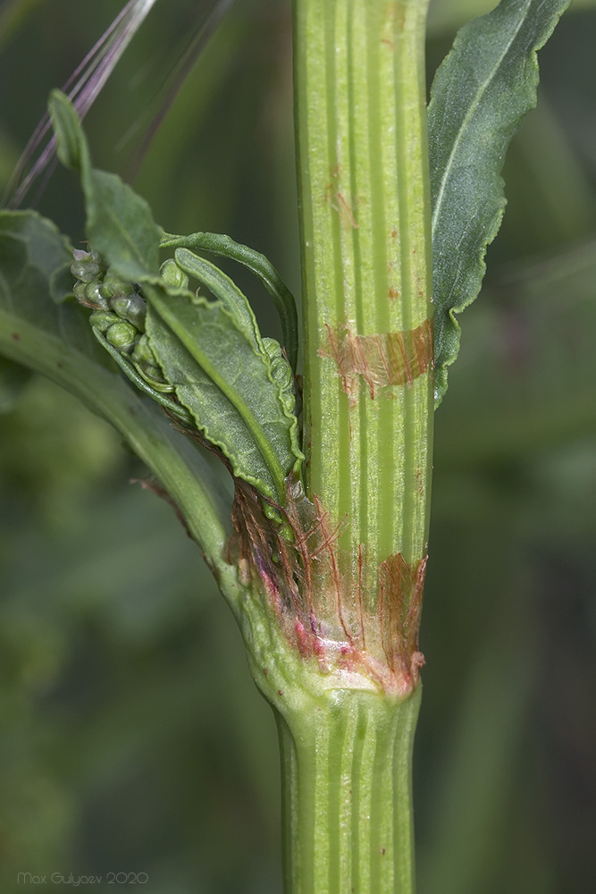 Image of genus Rumex specimen.