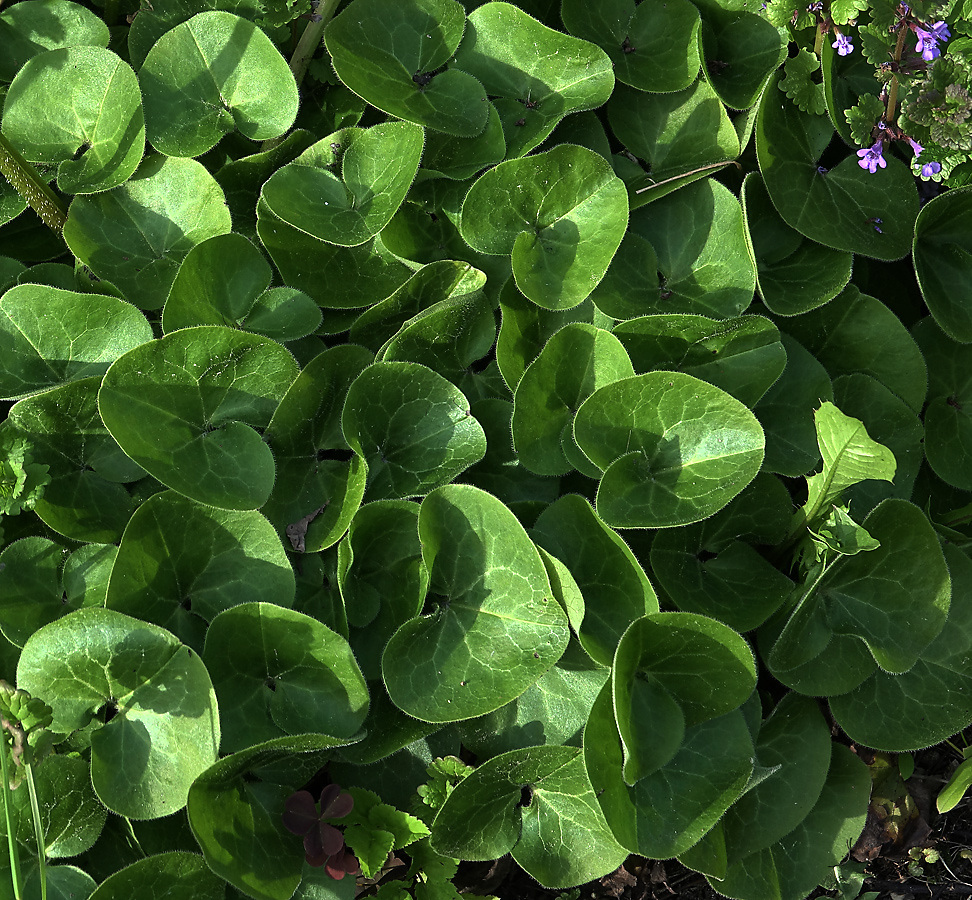 Изображение особи Asarum europaeum.