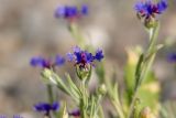 Centaurea depressa