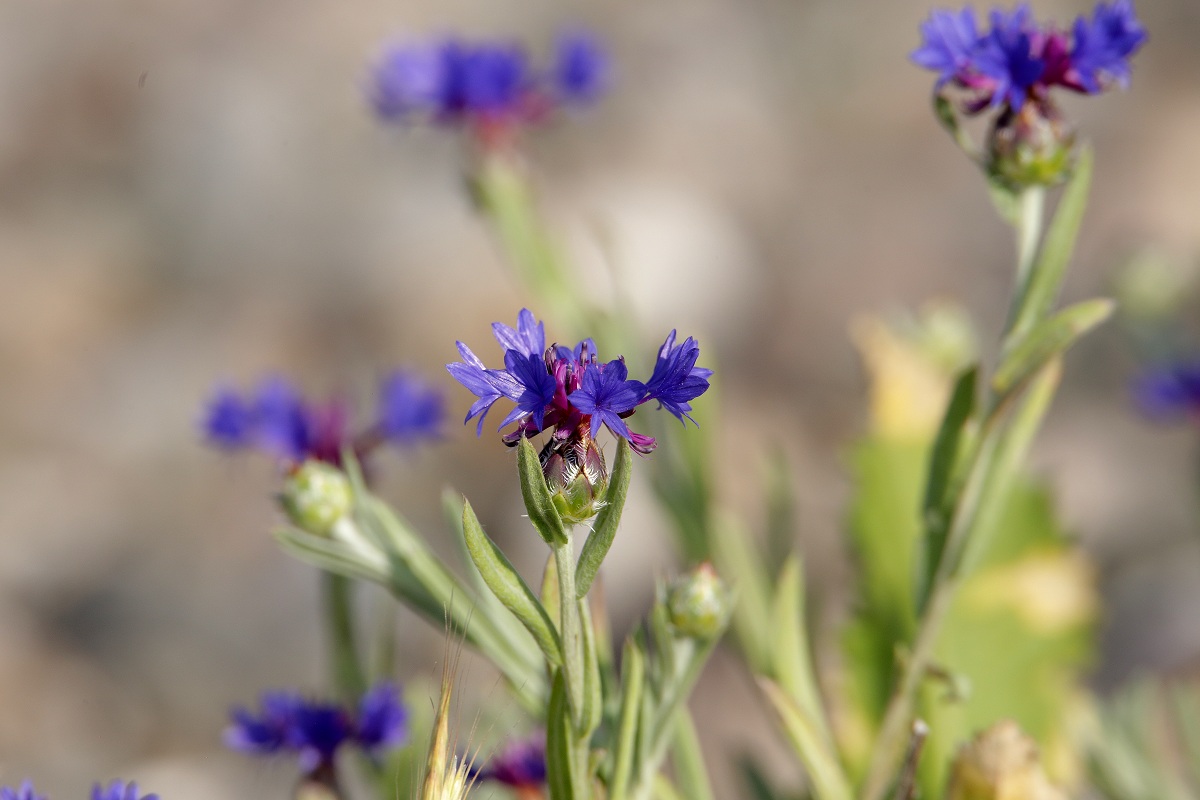 Image of Centaurea depressa specimen.