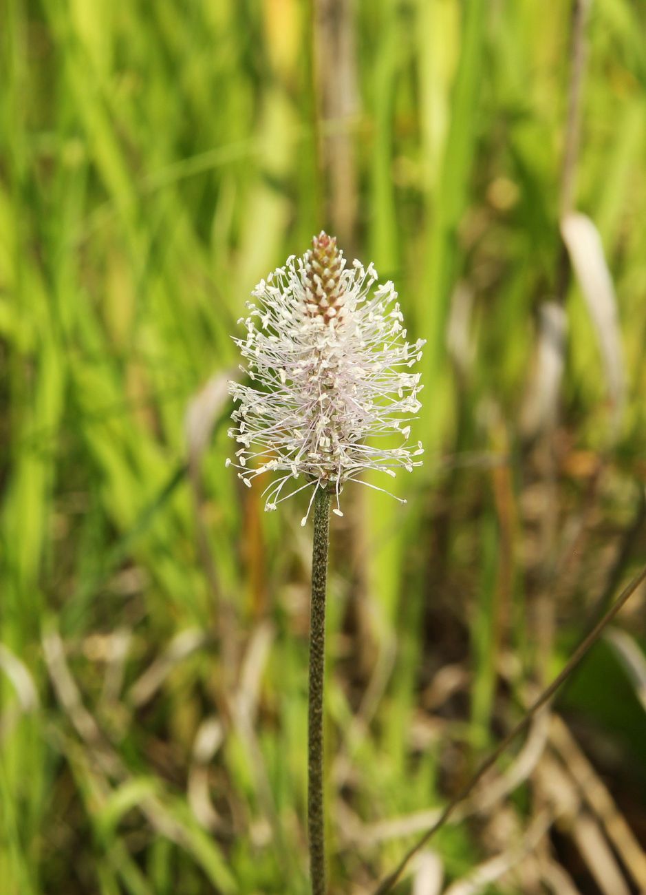 Image of Plantago media specimen.