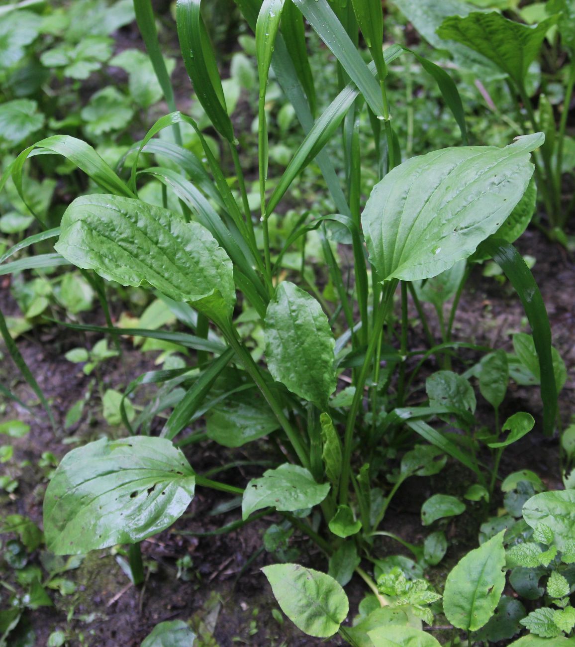 Изображение особи Plantago major.