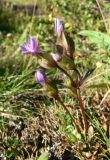 Gentianella campestris