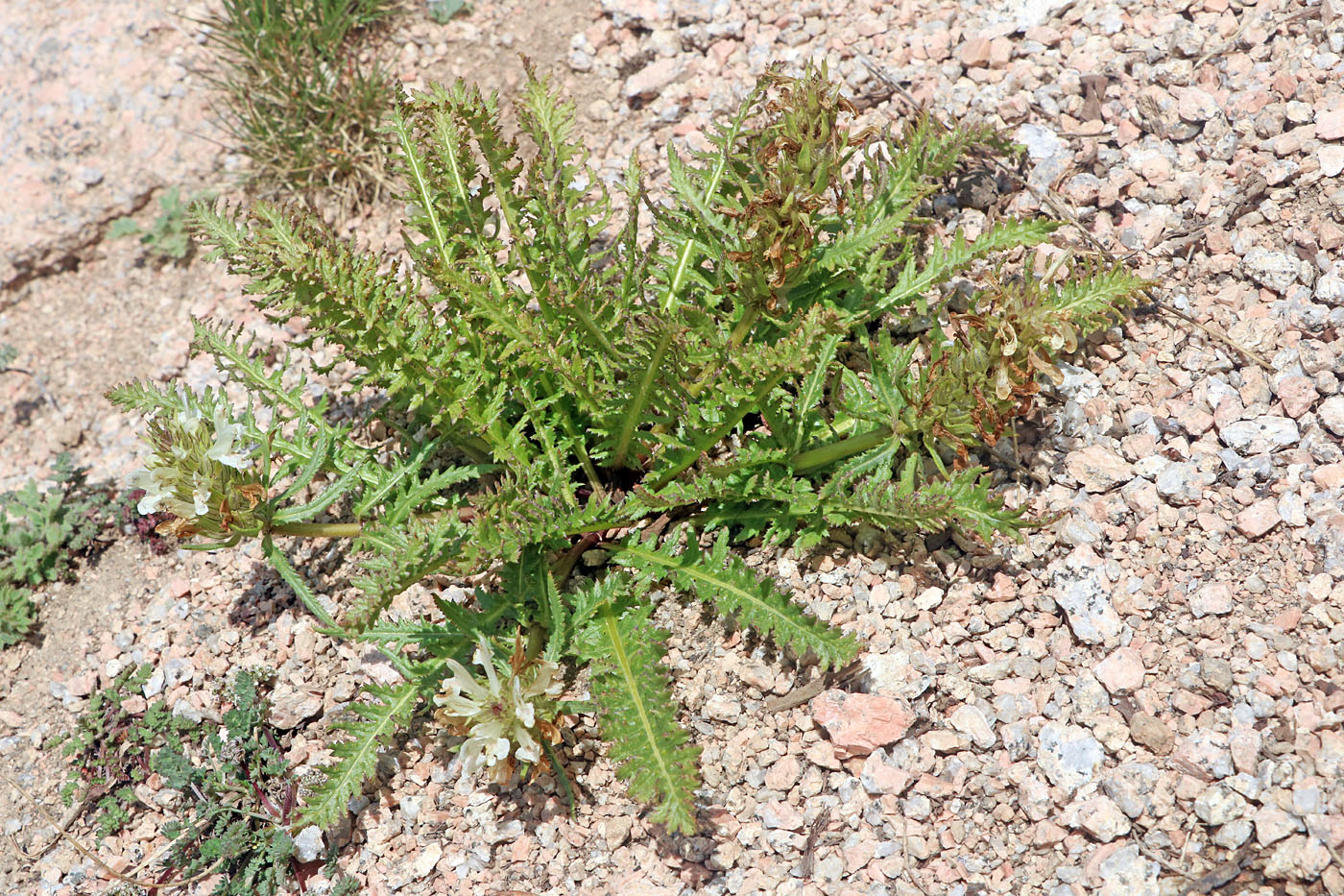 Image of Pedicularis olgae specimen.