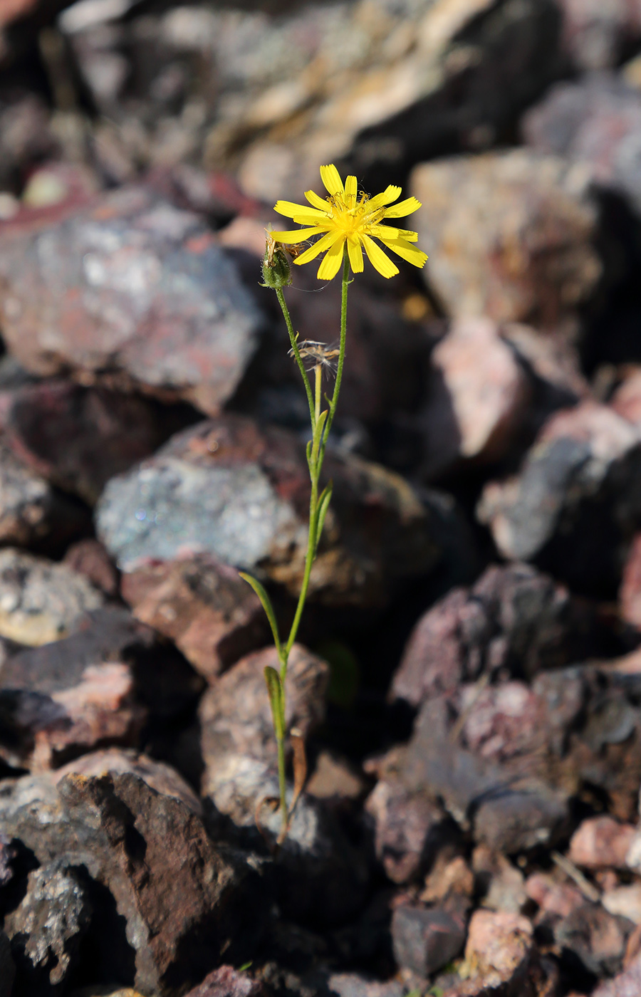 Изображение особи Crepis tectorum.