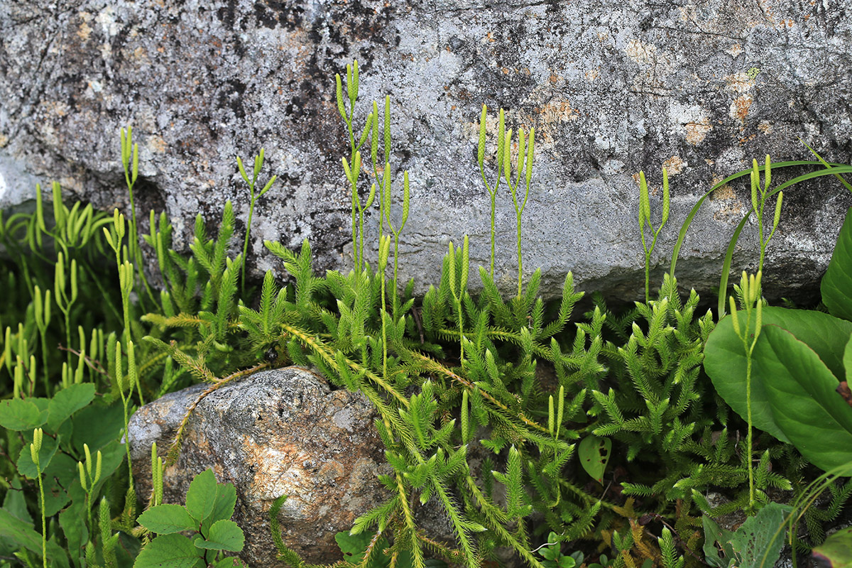 Image of Lycopodium clavatum specimen.