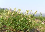 Astragalus secundus. Цветущее растение. Красноярский край, г. Норильск, окр. р-на Талнах, на склоне горы. 07.07.2020.