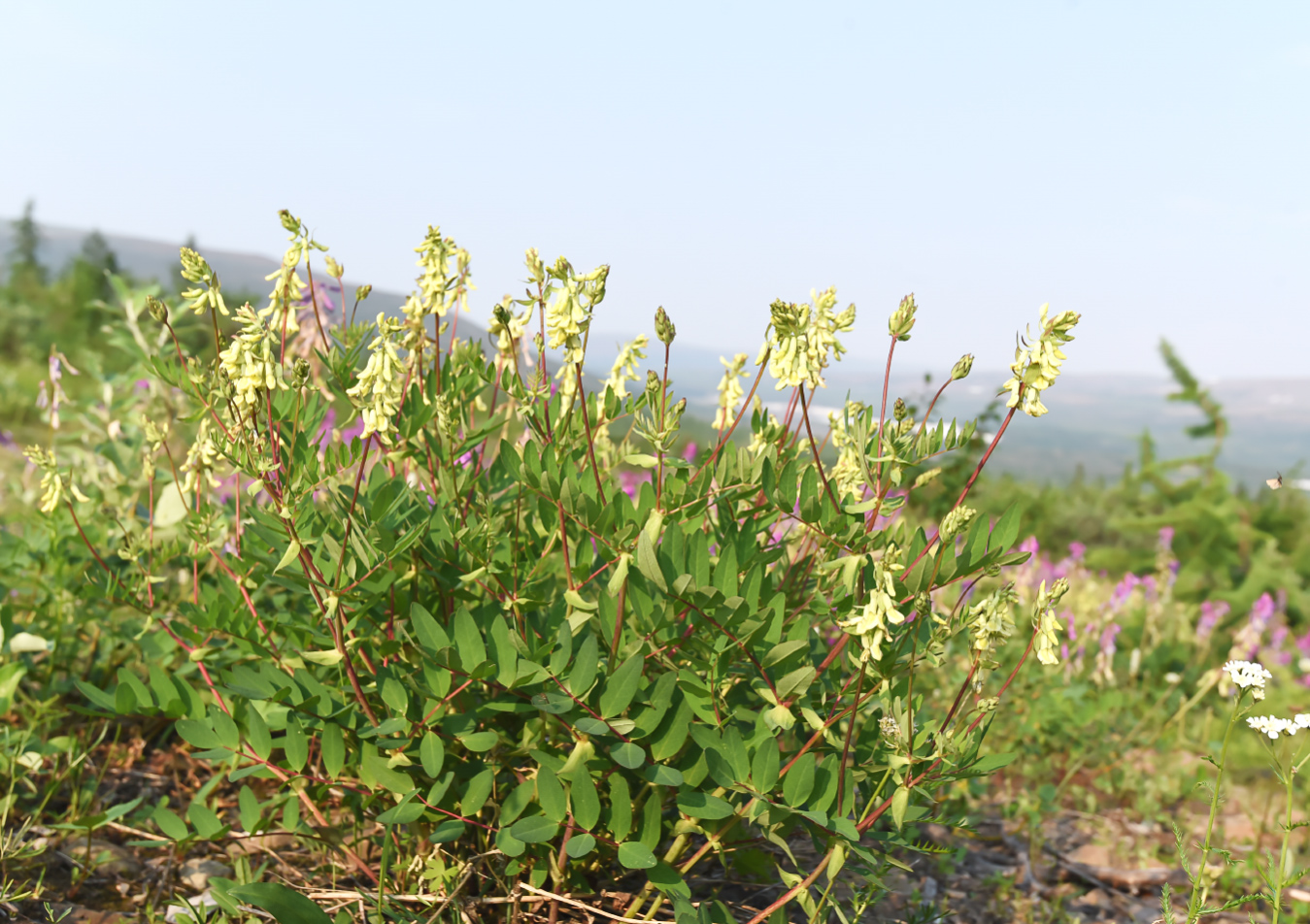 Image of Astragalus secundus specimen.