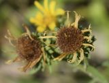 Jasonia tuberosa