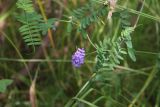 Vicia cracca. Верхушка цветущего растения. Костромская обл., окр. Кологрива, правый берег р. Унжа, Костромская пойма, луг. 27 августа 2020 г.