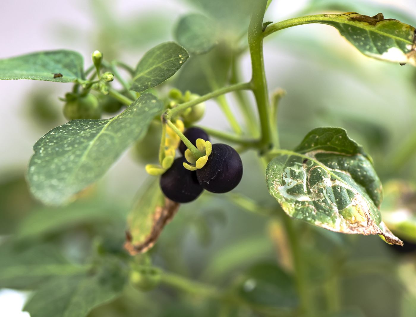 Изображение особи Solanum nigrum.