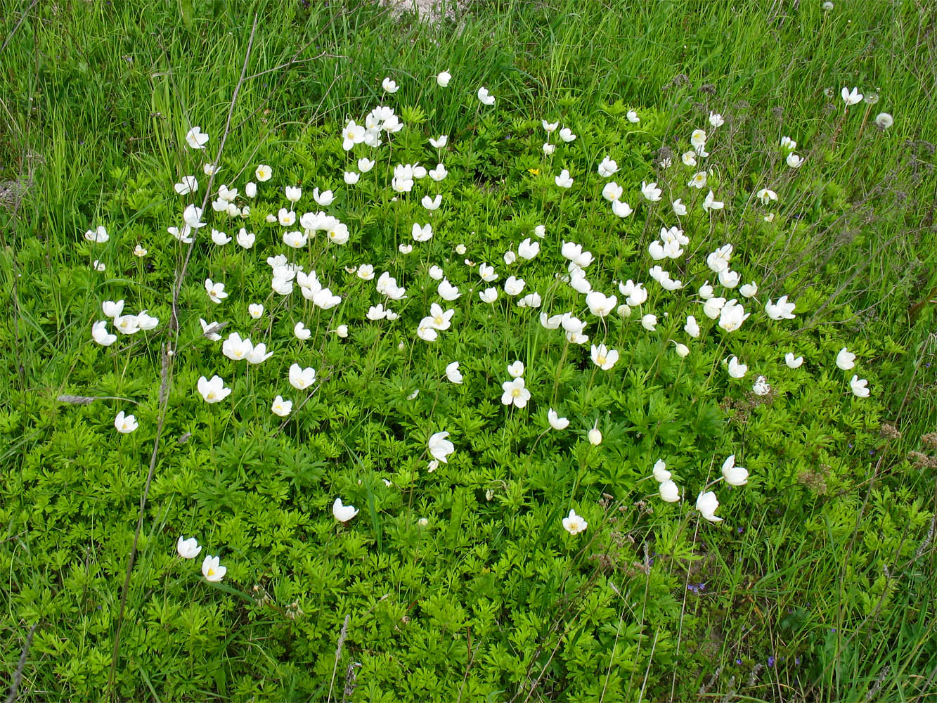 Изображение особи Anemone sylvestris.