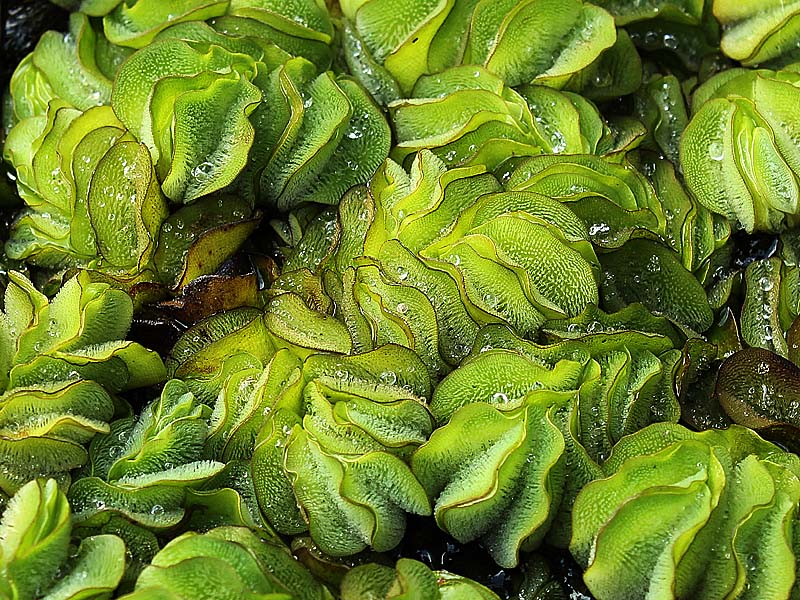 Image of Salvinia biloba specimen.