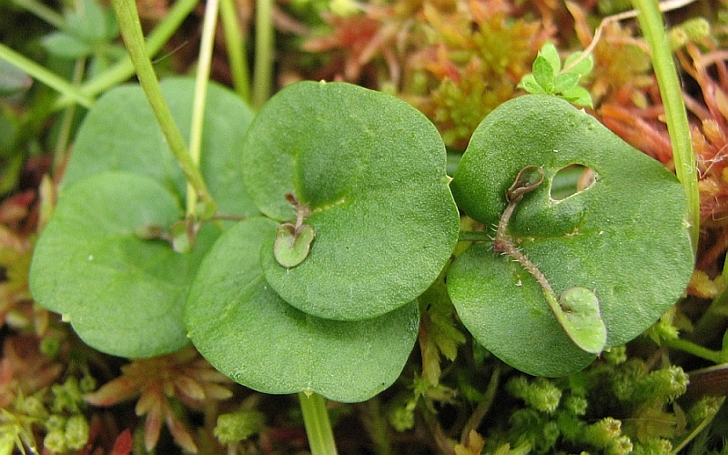 Image of Cardamine dentata specimen.