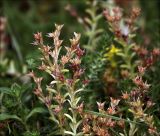 Sedum sexangulare