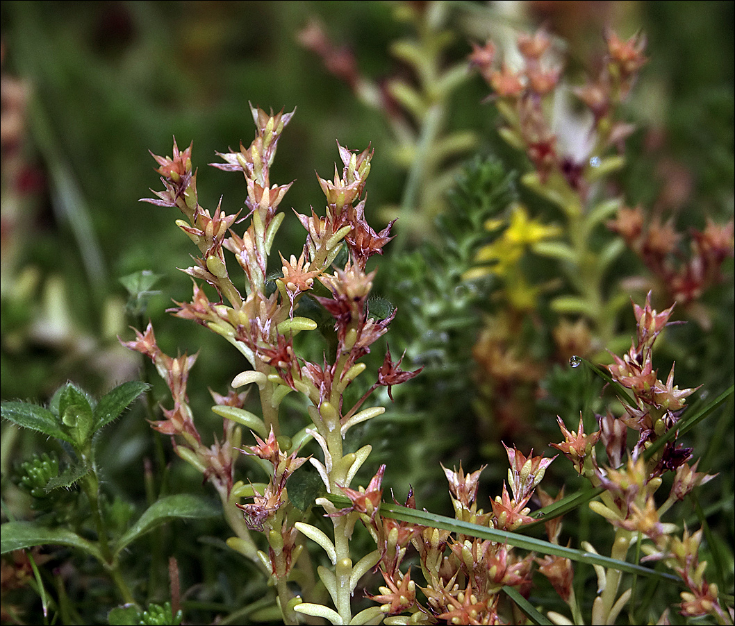 Image of Sedum sexangulare specimen.