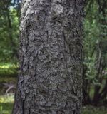 Larix laricina