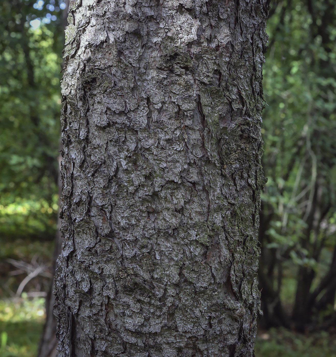 Image of Larix laricina specimen.