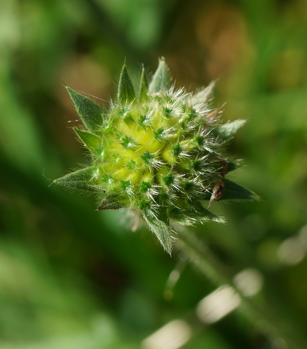 Image of Knautia arvensis specimen.