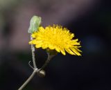 Sonchus tenerrimus