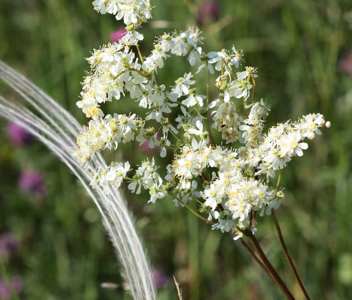 Image of Filipendula vulgaris specimen.